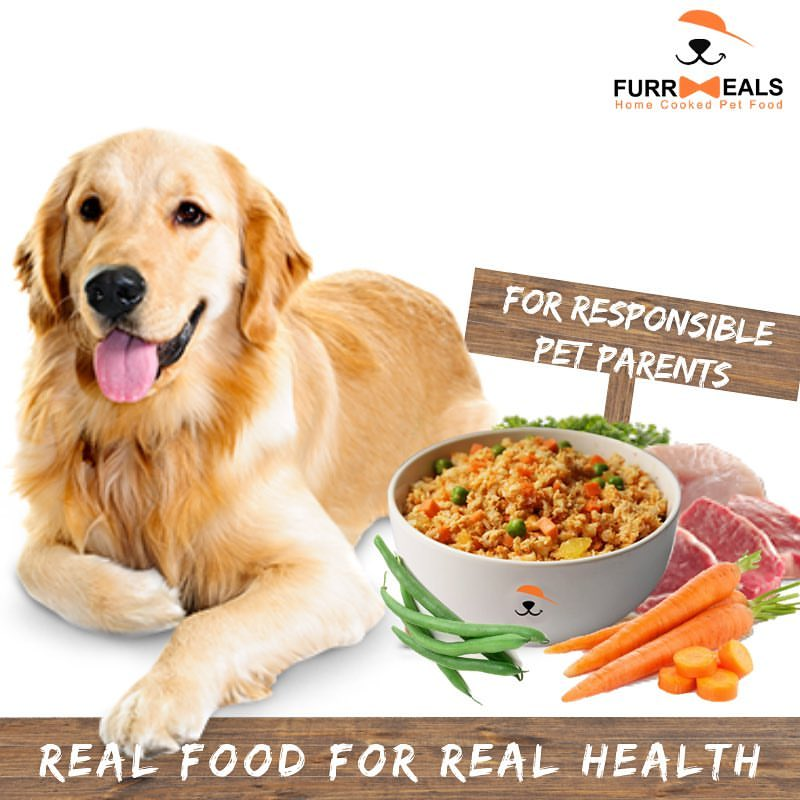 Dietary Changes For Senior Dogs, Best Dog Food For Dogs In Delhi